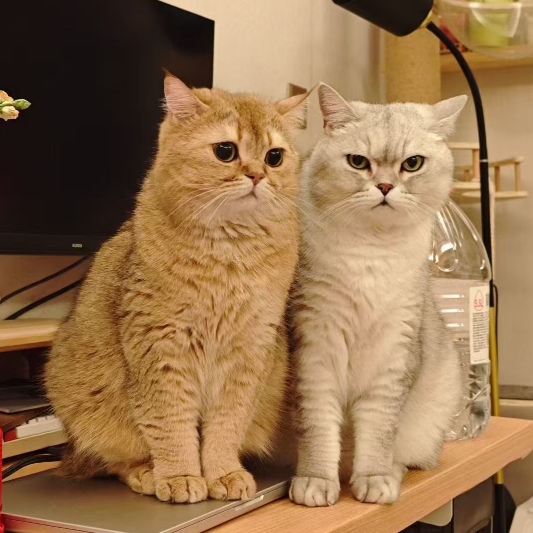 Pet